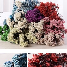 云南干花永生花 米花永生小米花100克米草花束插花装饰花材diy配
