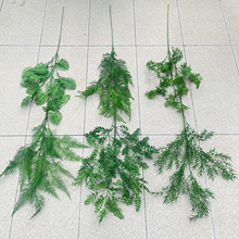 ����Gֲ ܛ�bֲ�� ��ϵ�оGֲ ��c�廨ܛ�z�������