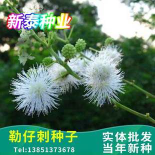 ���И�N�� �{�И�N��-���Ә䡢�д� ���@ ���д� �G�h��