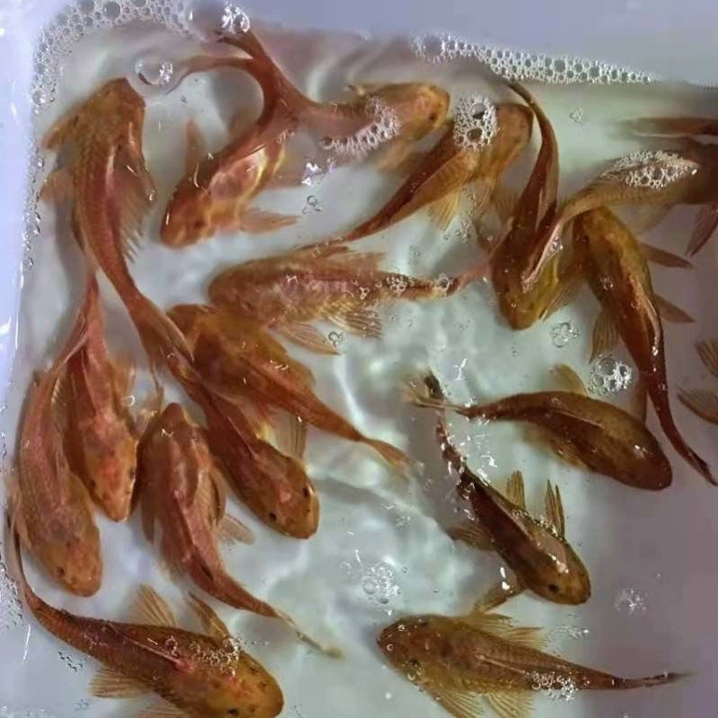 Где‑то очищающие рыбы-кильки для аквариума Pleco — рыбки-поглотители с присасывающим ртом, живые декоративные, размеры 3–9 см, один или мультиупаковка