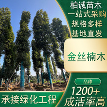 金丝楠木树苗金丝南木乔木庭院绿化工程苗木厂家直发乔木景观树苗
