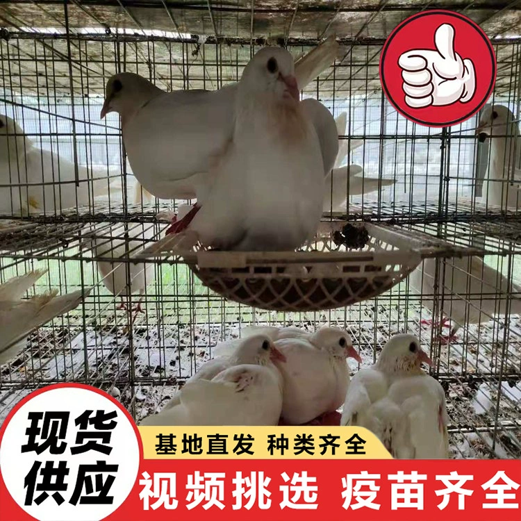 Проект для кормления декоративных квадратных голубей в живописных местах на продажу: белые королевские голуби, синие лахорские голуби, живые голуби Yuanbao.