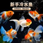 新手友好冷水观赏金鱼好养耐活不怕冷不怕热元宝狮其他