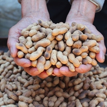 ��𳴻�������ԭζ���� �F偳����� ֧�ִ��l