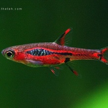 �A�cС�� ��õ��С��  �tΛρС�� ����С�� �G��С��