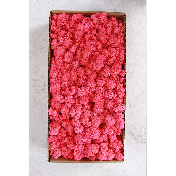 Musgo eterno ciervo musgo planta pared paisaje musgo ventana interior decoración micro paisaje eterna flor musgo