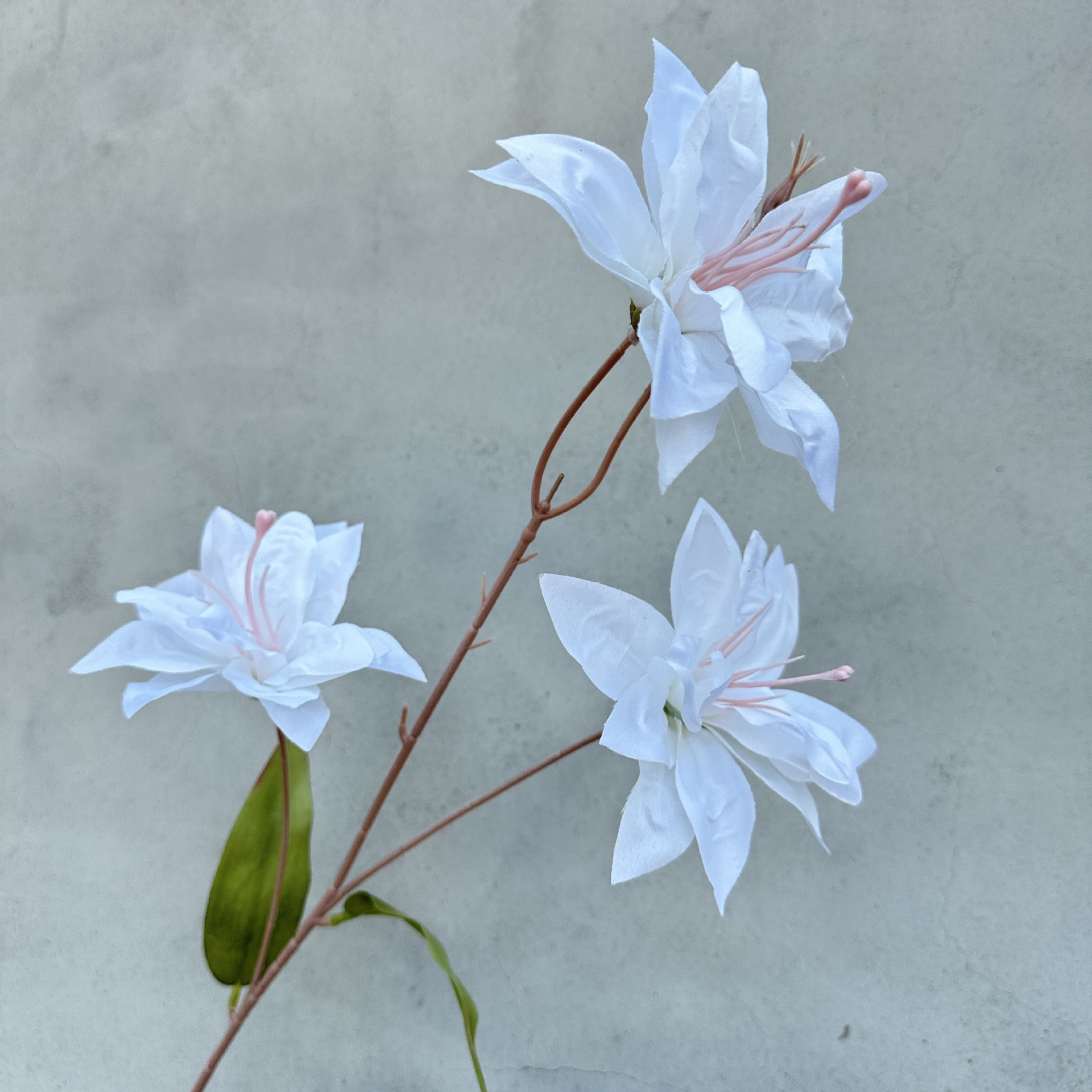 Little Lily-White