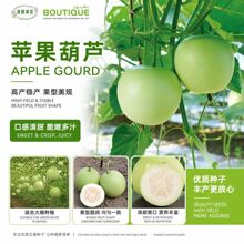 苹果葫芦种子大全原装迷你小圆形小胡葫芦种籽可食用四季蔬菜种子