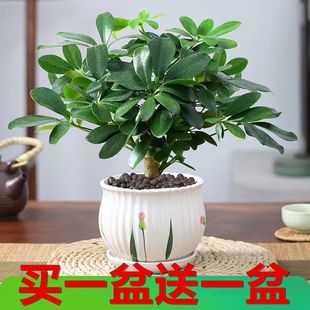 Old Pile Duck Foot Wood Hydroponic Green Plant Indoor Eight-Way Fortune Plant Seven-Leaf Lotus Formaldehyde-Absorbing Flower Plant