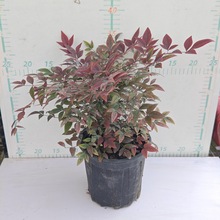 ���� ���������� �҃������^�~ֲ���ͺ����B�Gֲ�G����ľ���R�쾰