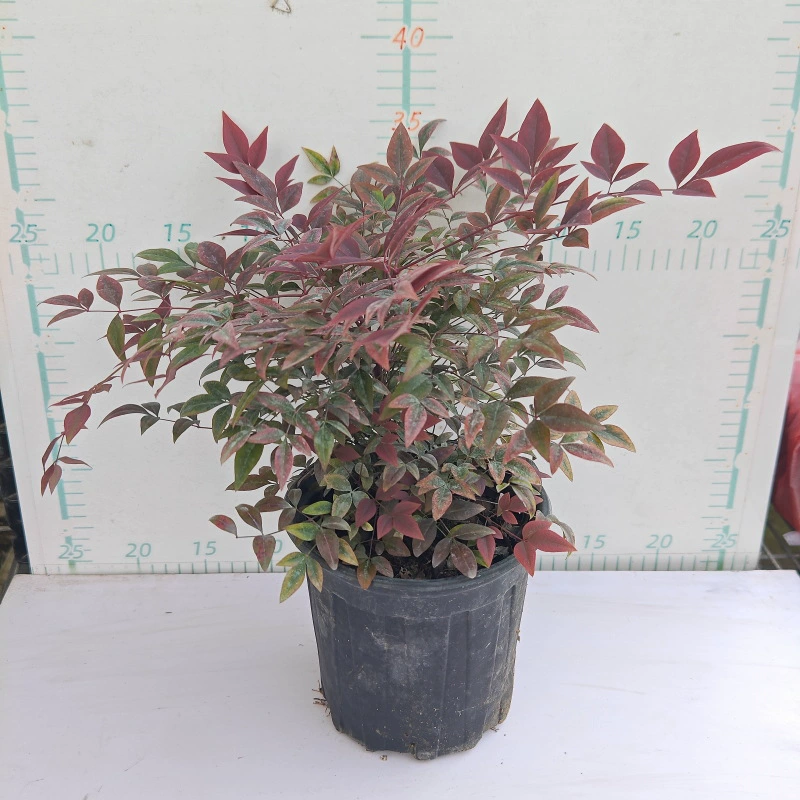 Пламя с Nantianthus комнатные и наружные Лиственные растения морозостойкие и простые в выращивании зеленые растения Зеленые саженцы Цветочные зеркальные ландшафтные работы