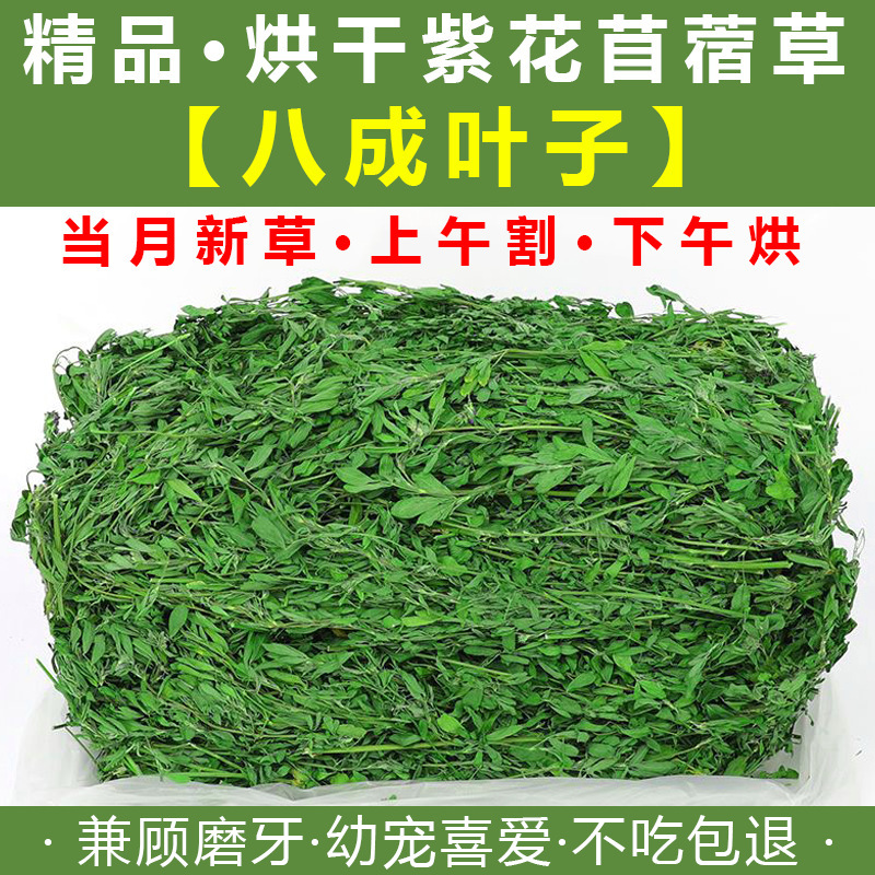 新草苜蓿草紫花烘干叶子幼兔新鲜提摩西草荷兰猪豚鼠兔子草饲料