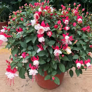 倒挂金钟盆栽带花苞四季开花植物室内阳台好养花卉绿植灯笼花