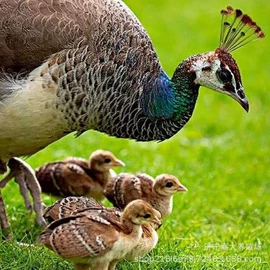 鲜/活禽类;皮毛工艺品;景观雕塑