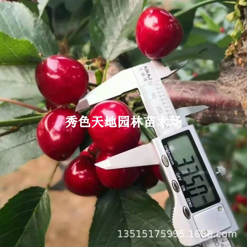 Прививка Рабинов Крупные Саженцы вишни Саженцы американской вишни Фруктовые саженцы Саженцы вишни в южных северных горшках