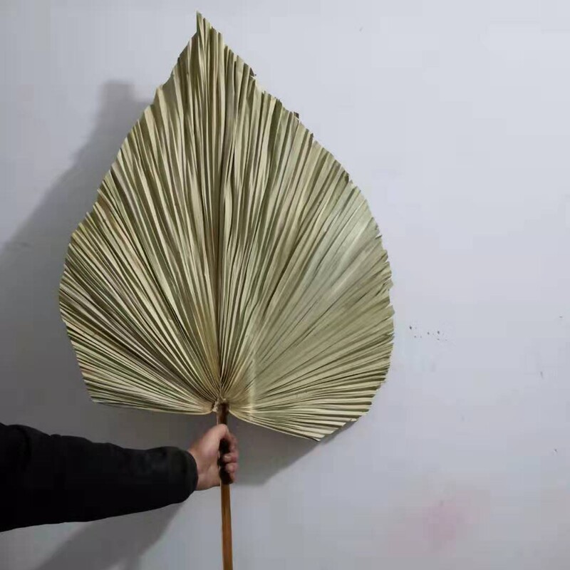 [Pruning Cattail Leaf] Dried Flower Wedding Leaf Material Pruning Cattail Leaf Palm Leaf Floriculture Layout Scene