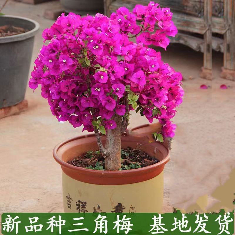 三角梅盆栽带花爬藤爬墙花卉植物易活攀爬树苗四季老桩苗阳台开花