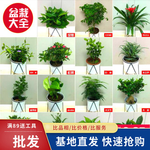 �Gֲ�������l �k���һ���ֲ��G�}�lؔ�����滨������