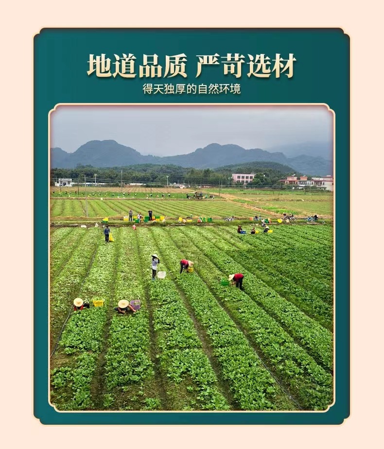 Noni Fruit Dried Slices 500g Natural Sun Dried Yunnan Herbal Tea Ingredient overview