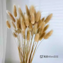 �羳�ɻ�������β����Ȼ�滨ɭ��ϵ��@�L��Ҿ��b��L��������