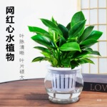 金钻盆栽植物铂金钻绿萝箩水培大叶绿植多肉办公室内懒人好养花卉