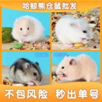 易养高颜值宠物小活物推荐2026