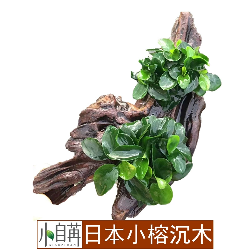 Японский маленький баньян затонувший лес посадка ленивые водные растения живут оптом аквариум озеленение Аквариум Декоративный негатив Хорошо