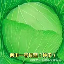 京丰一号甘蓝种子莲花白卷心菜种籽绿甘蓝包菜种子四季播蔬菜种子