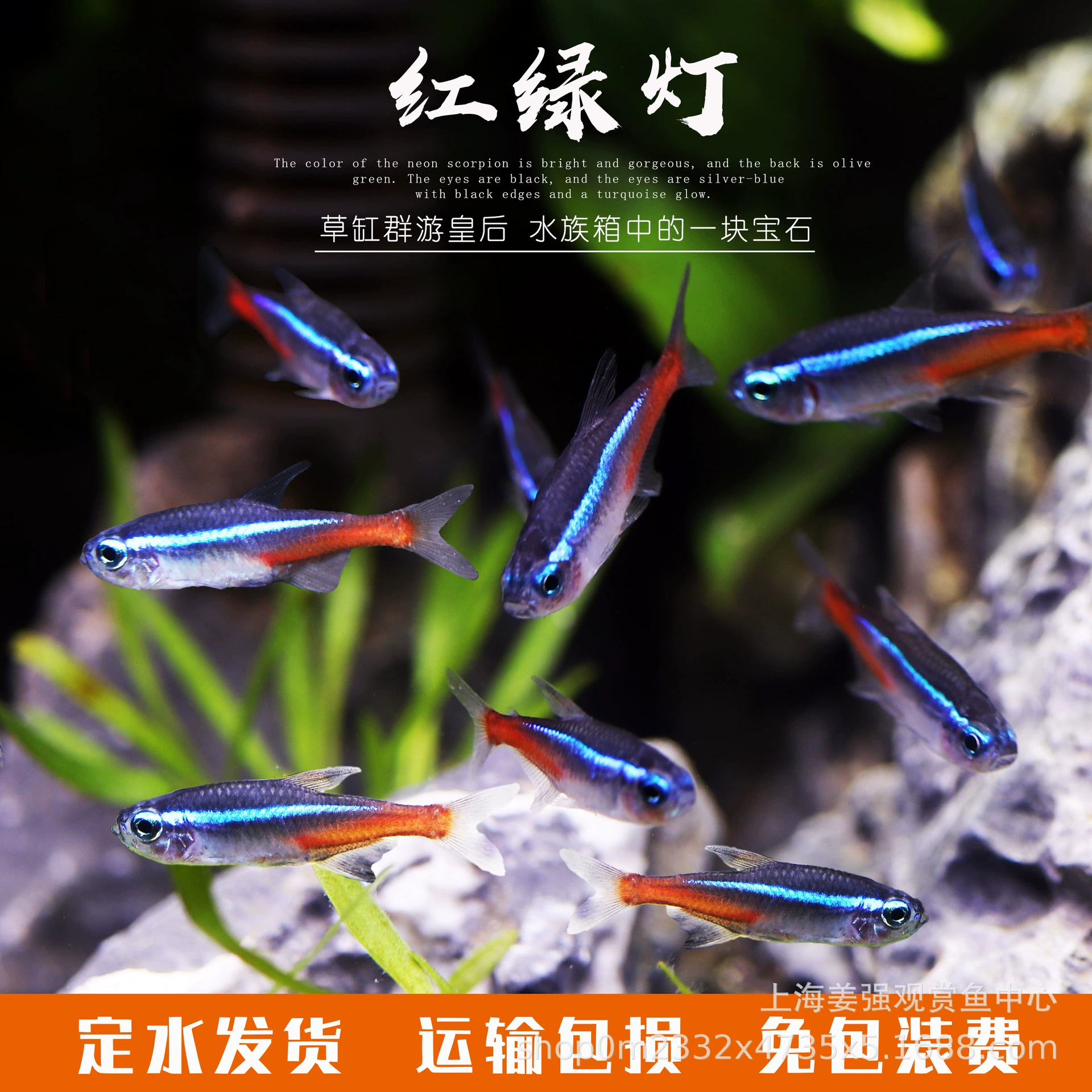 Рыба-светофор Тропическая декоративная рыба хорошая, живая рыба