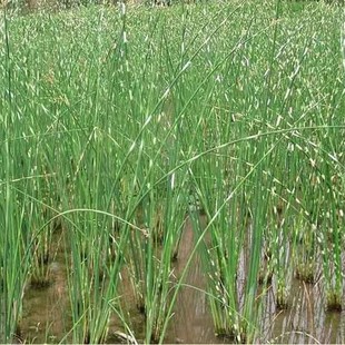 ˮ�[���[��ݸ���^�p��ˮ�[����ˮ�|ͦˮֲ���ع��@���uˮ��ֲ��