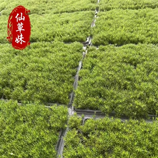 苔藓珍珠草微景观盆栽庭院草坪耐寒四季常绿开花植被多年生