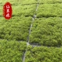 景观耐寒盆栽四季植被