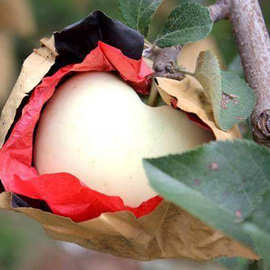 苹果袋内红粘底三层梨子双层保护果树水果套袋厂家批发苹果育果袋