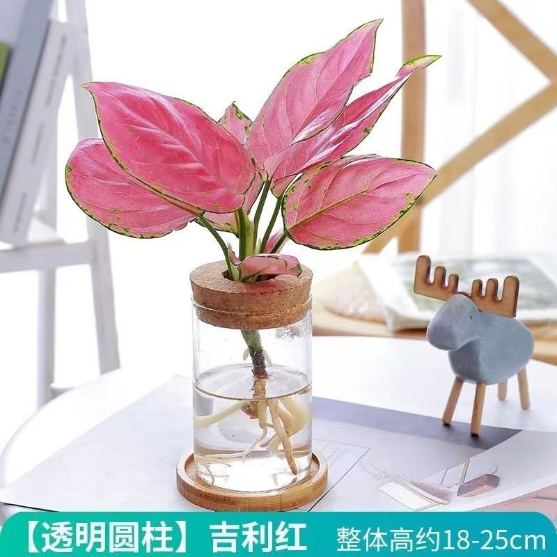 水培养植物卧室客厅懒人四季好养盆栽文竹绿萝四季红玻璃瓶水培养