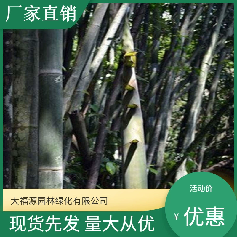 База Оптовая продажа Бамбуковые саженцы Саженцы во дворе Растения Белый порошок Бамбуковый Живописный район Ландшафтная инженерия Озеленение Саженцы