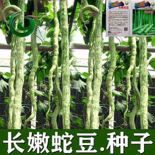 �߶��N���߹ϷN�������L�����ļ����N�ӵ����߲˷N���ļ����ڸ�Z