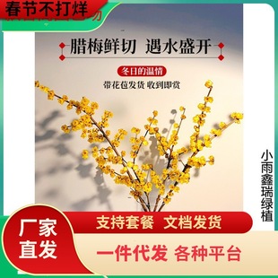 һ�����l�r�л��D÷�r��֦�lˮ�B����ֲ���҃Ⱥ��B�ѻ��һ�÷ˮ��