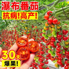 ٲСѷNǧt}ŮNļS߲˷NݷNֲ