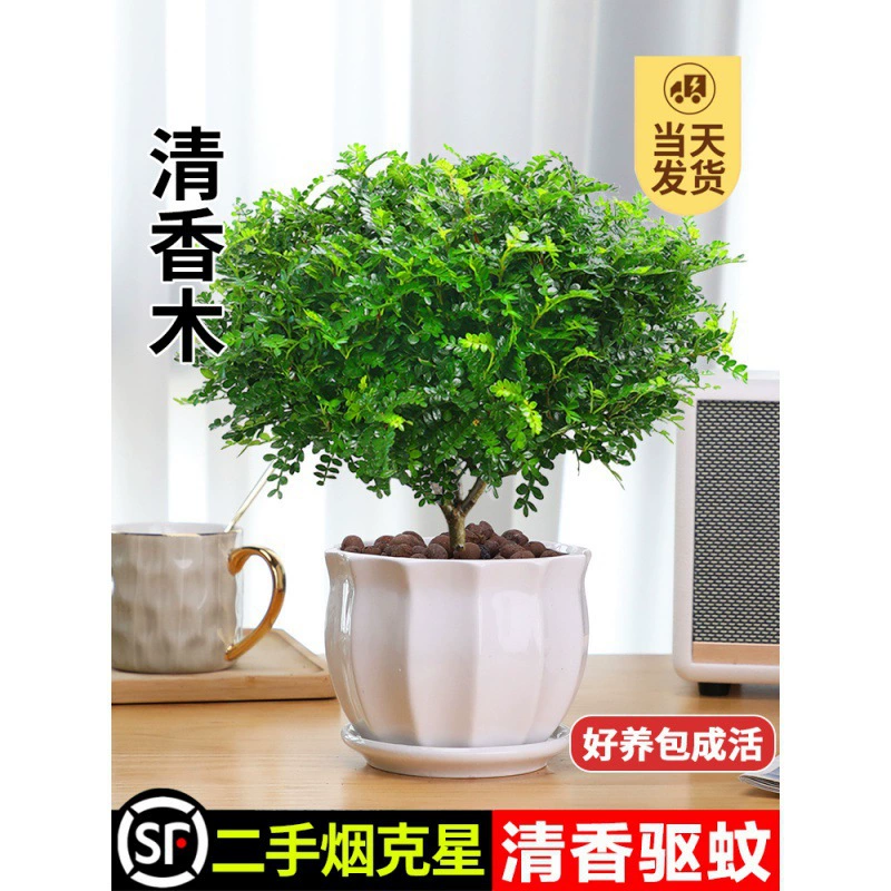 Аутентичные ароматные перцы в горшках, цветы, комнатные и наружные репеллентные растения, саженцы, старые пни бонсай