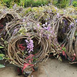 Wisteria Saplings, Potted Florals, House Courtyard Ground Climbing Vines, Blooming All Year Round, Wisteria Fence