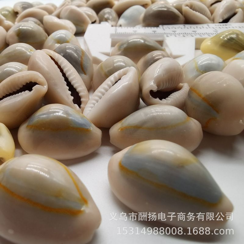 工場直販リングマネーゴールドエッジシェルコンクヒトデ1-3cmコンク手作り素材造園アクセサリー|undefined