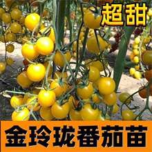 ��������ꖹ�С�S�������펧���N���ļ��������t���}Ů���Nֲ
