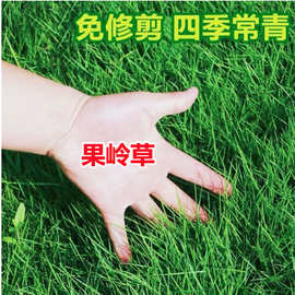 果岭草种子 地毯草种籽 高尔夫球场庭院草坪草籽不修剪果岭草
