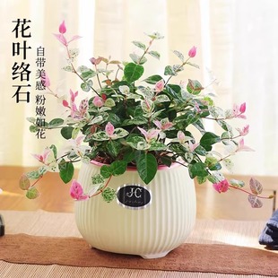 ���~�jʯ����ֲ���k���҃Ȼ��ܿ͏d����С�Gֲ�ļ����B���׻��