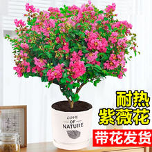 紫薇花树苗带花百日红老桩盆栽阳台庭院好养室内外耐热花卉绿植物