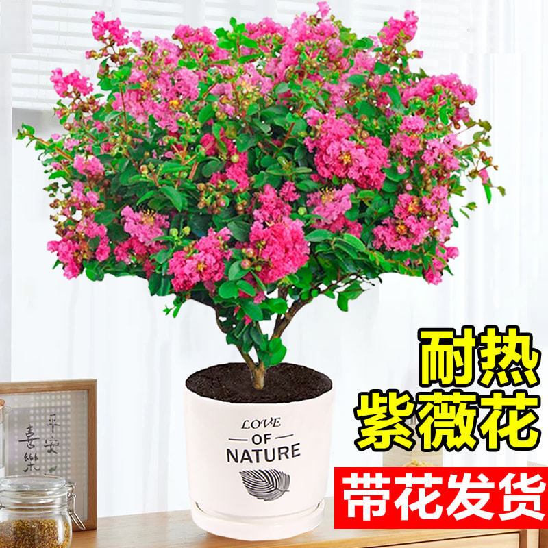 紫薇花树苗带花百日红老桩盆栽阳台庭院好养室内外耐热花卉绿植物