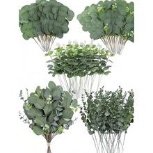 C 35453 Eucalyptus Branch �����ȼ�����֦�羳����ͨ