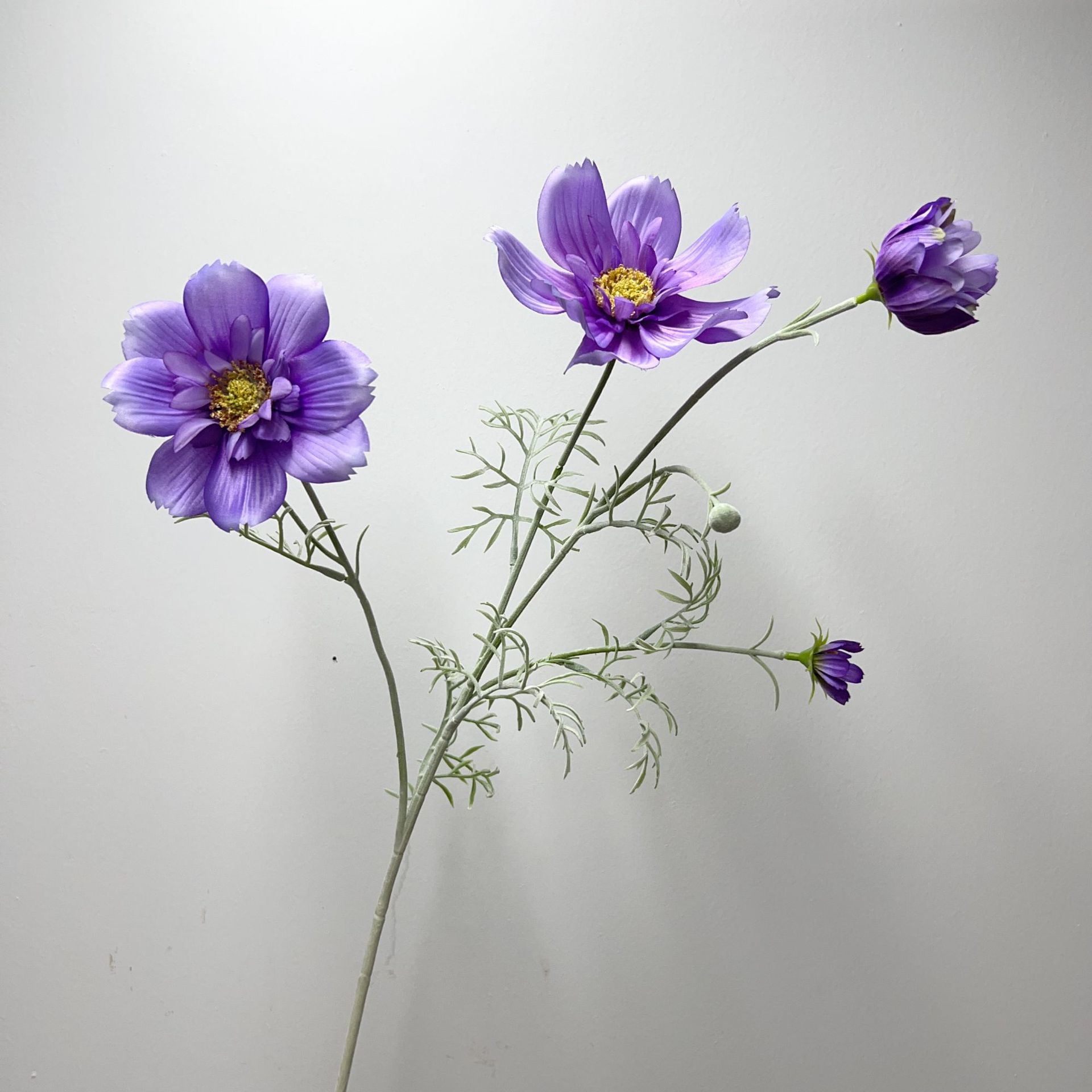 보라색