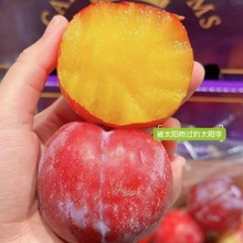 嫁接太阳李子苗 1-2年李子树苗 根系发达植株健壮太阳李子苗