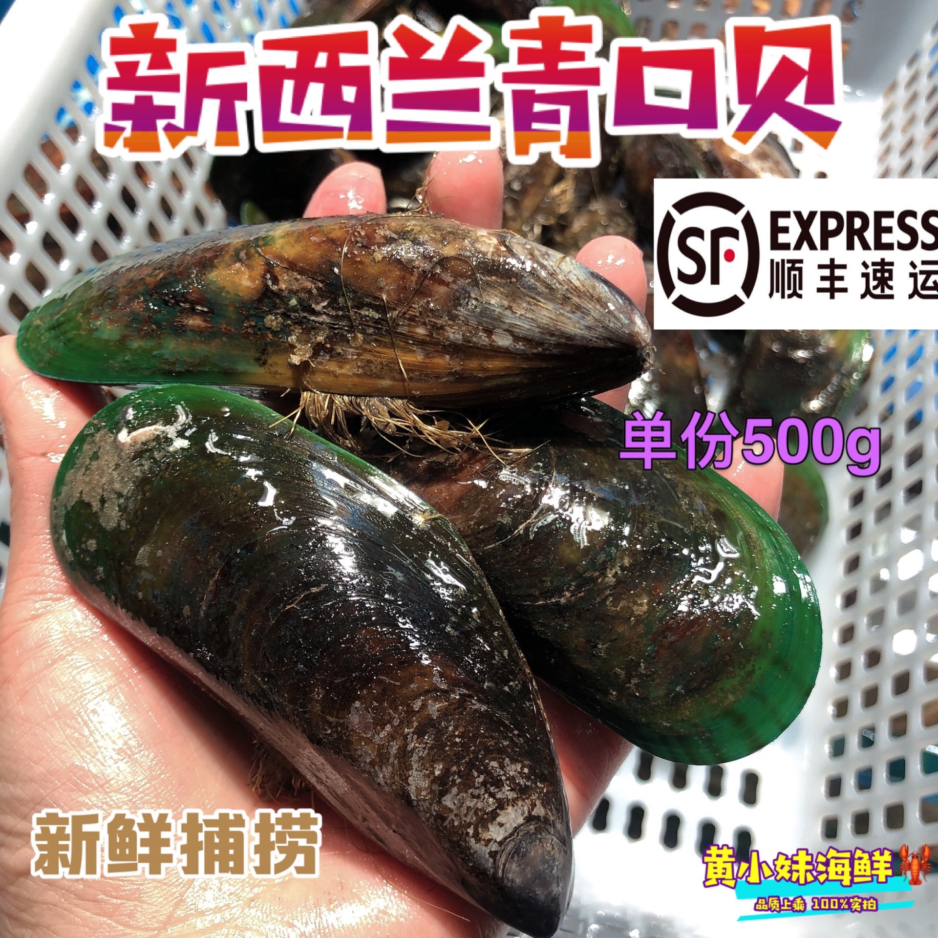 鲜活青口贝新西兰进口 无沙贝类海鲜大个新鲜翡翠贻贝蓝口贝500g